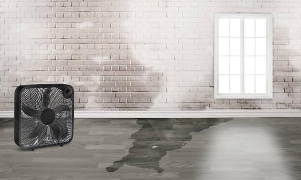 Best Mold removal after water damage  in Tuntutuli, AK